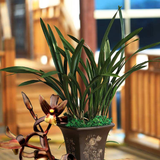 深圳花卉租赁