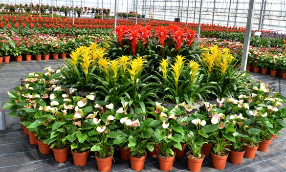 办公室植物租摆建议