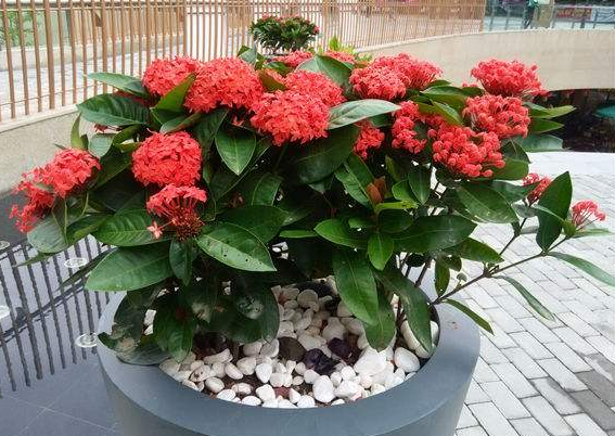 花卉租赁养护管理及要求