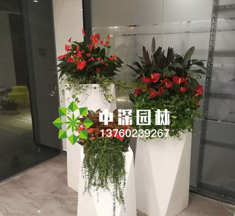 各种花卉租赁如何选