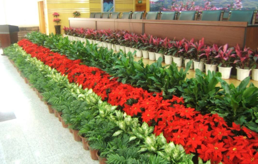 各种场合深圳绿植租赁建议