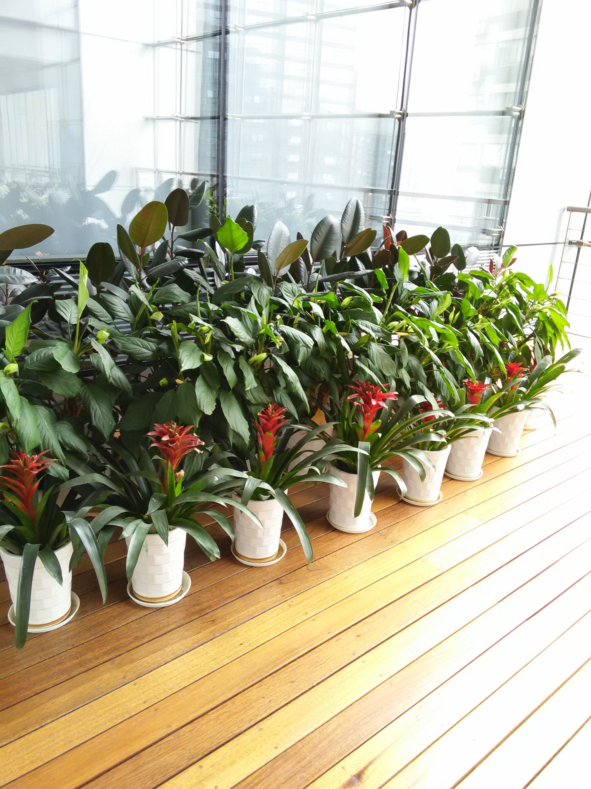 办公室深圳植物出租怎么选