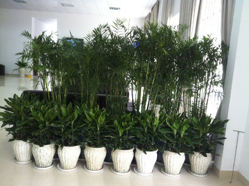 对于花卉出租种植方法管理