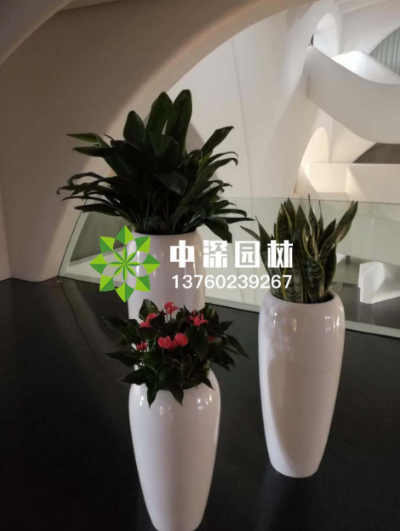 吸毒植物深圳绿植租赁告诉你有哪几种