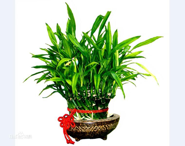 在深圳绿植租赁时盆景的养护技巧
