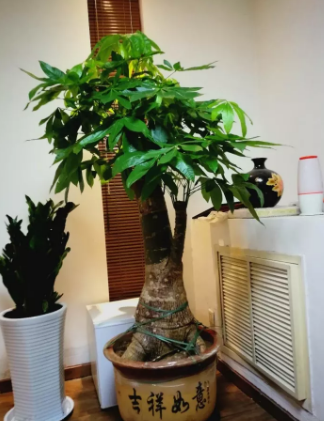 常见的几种深圳绿植租赁植物的管理方法