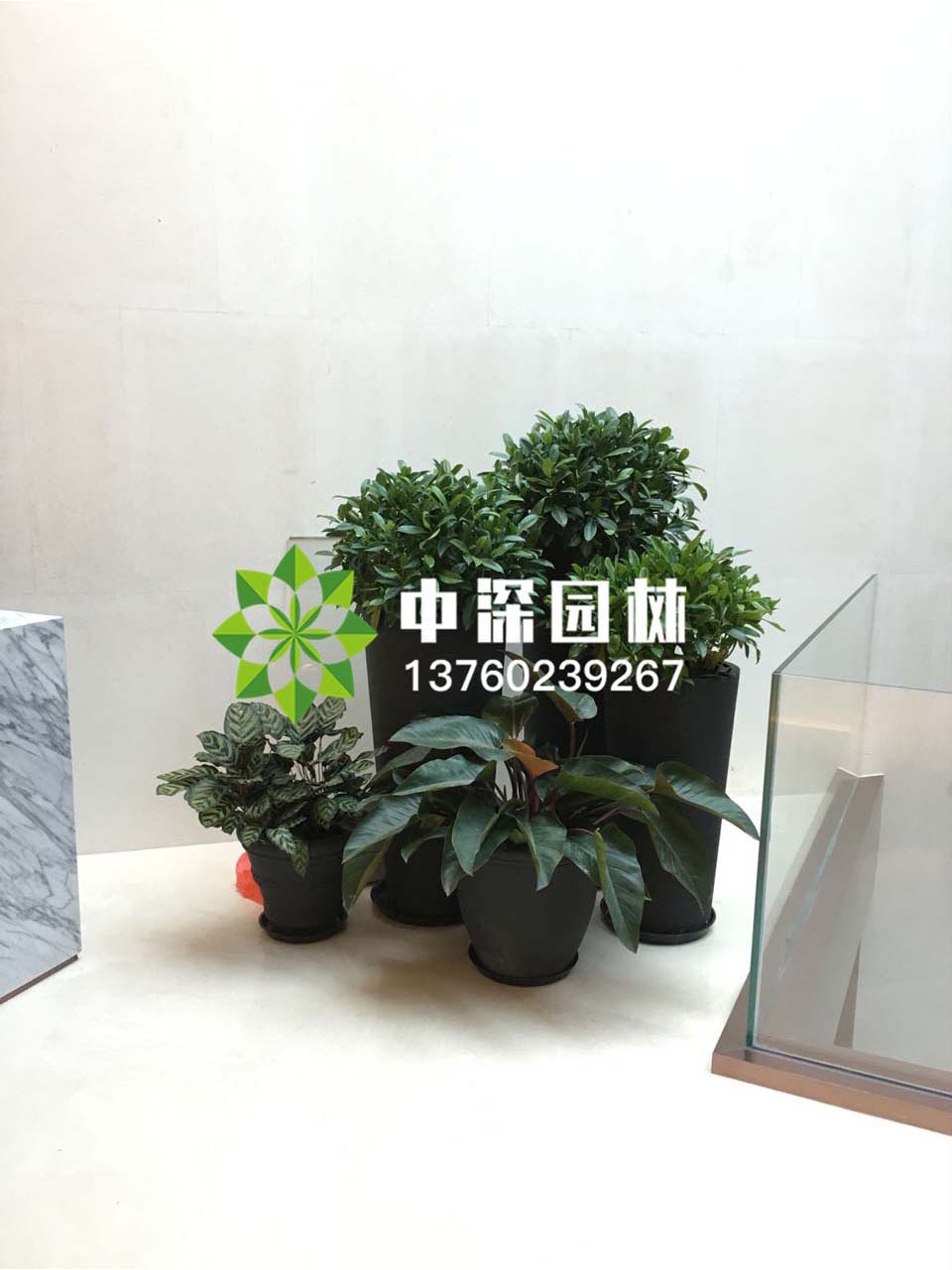 组合盆景