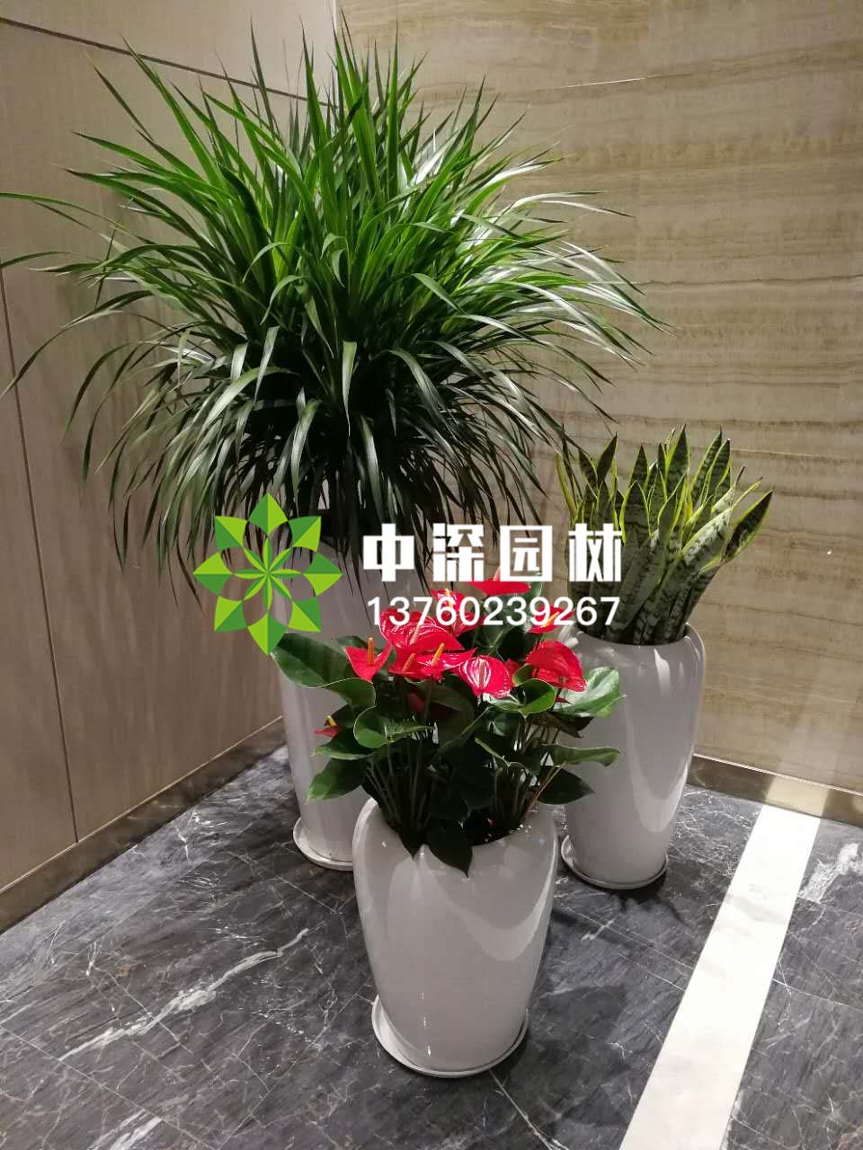组合盆景