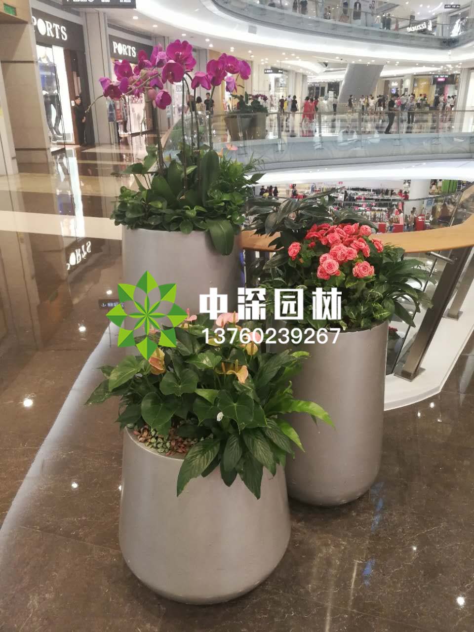 组合盆景