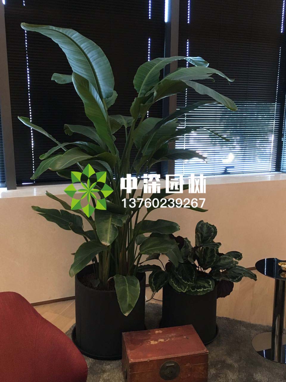 组合盆景