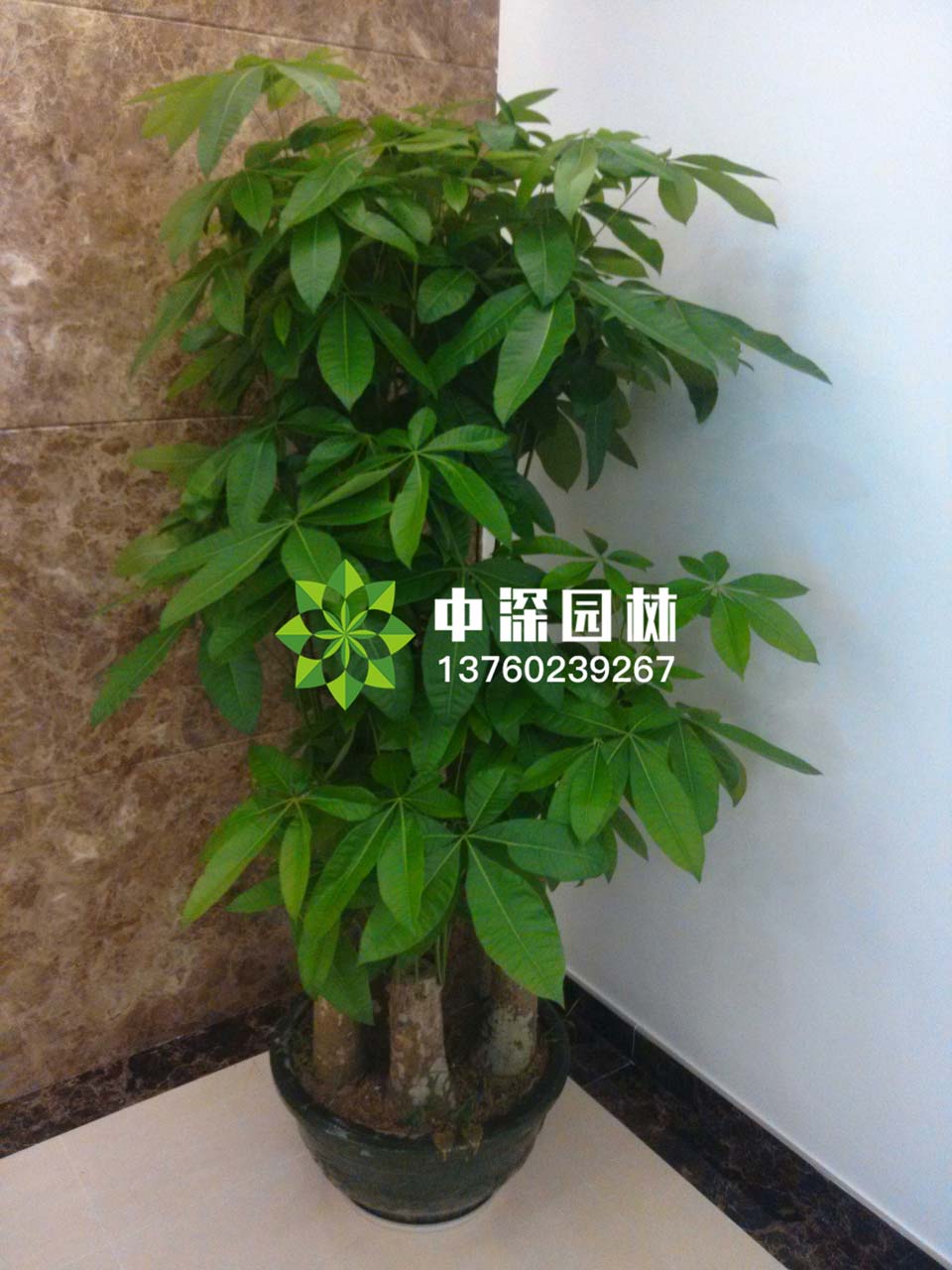 发财树