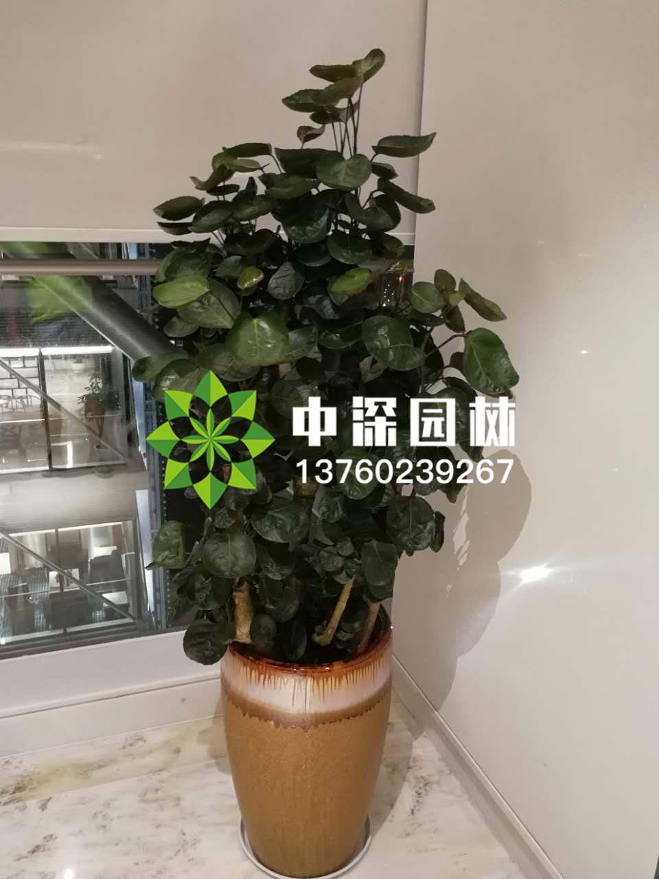 福禄桐
