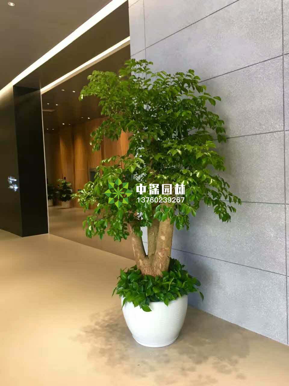 富贵树、榕树