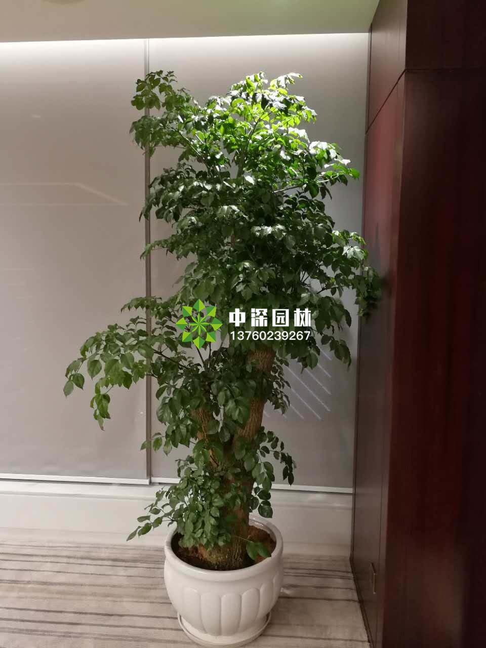 富贵树、榕树