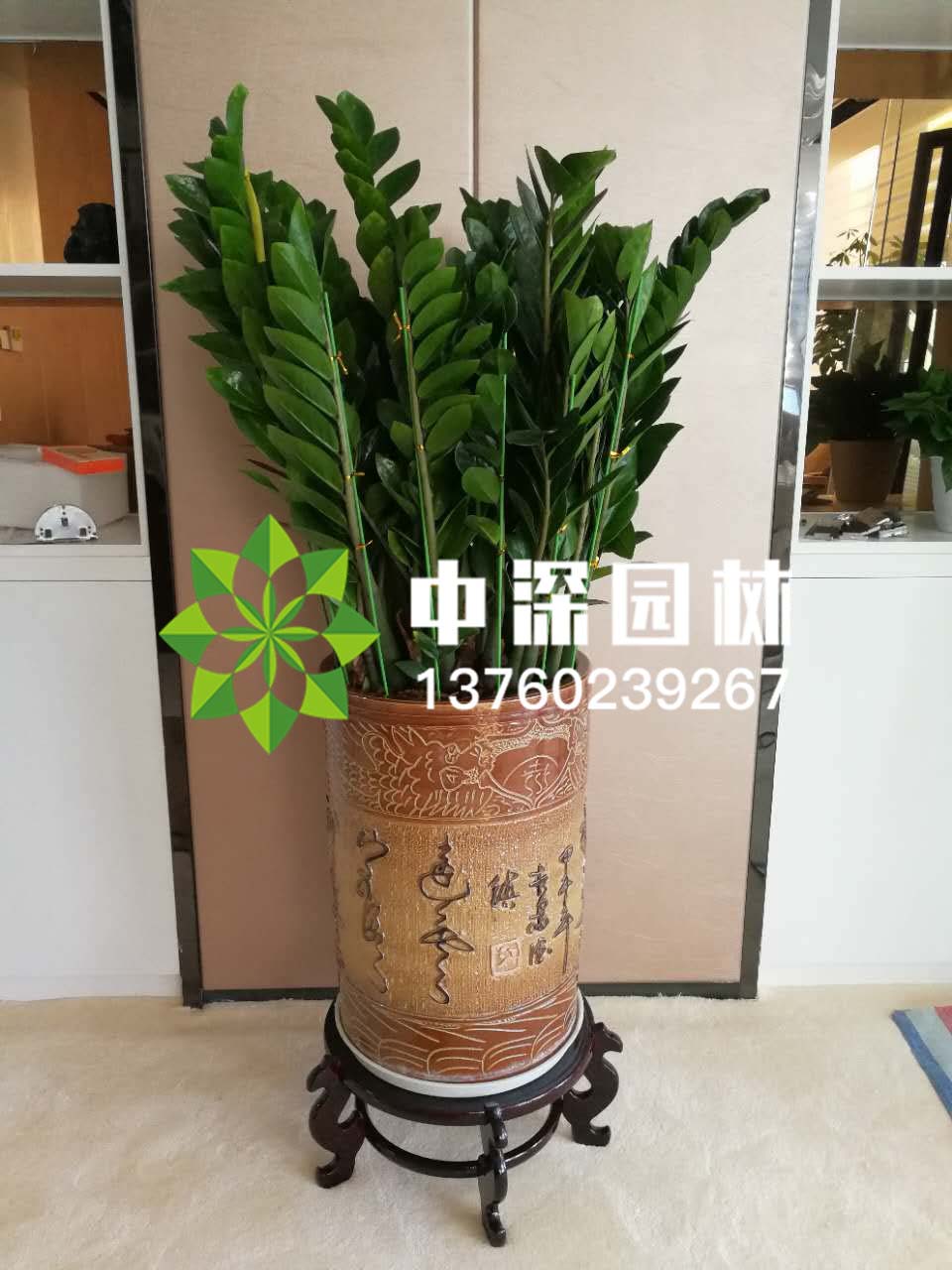金钱树
