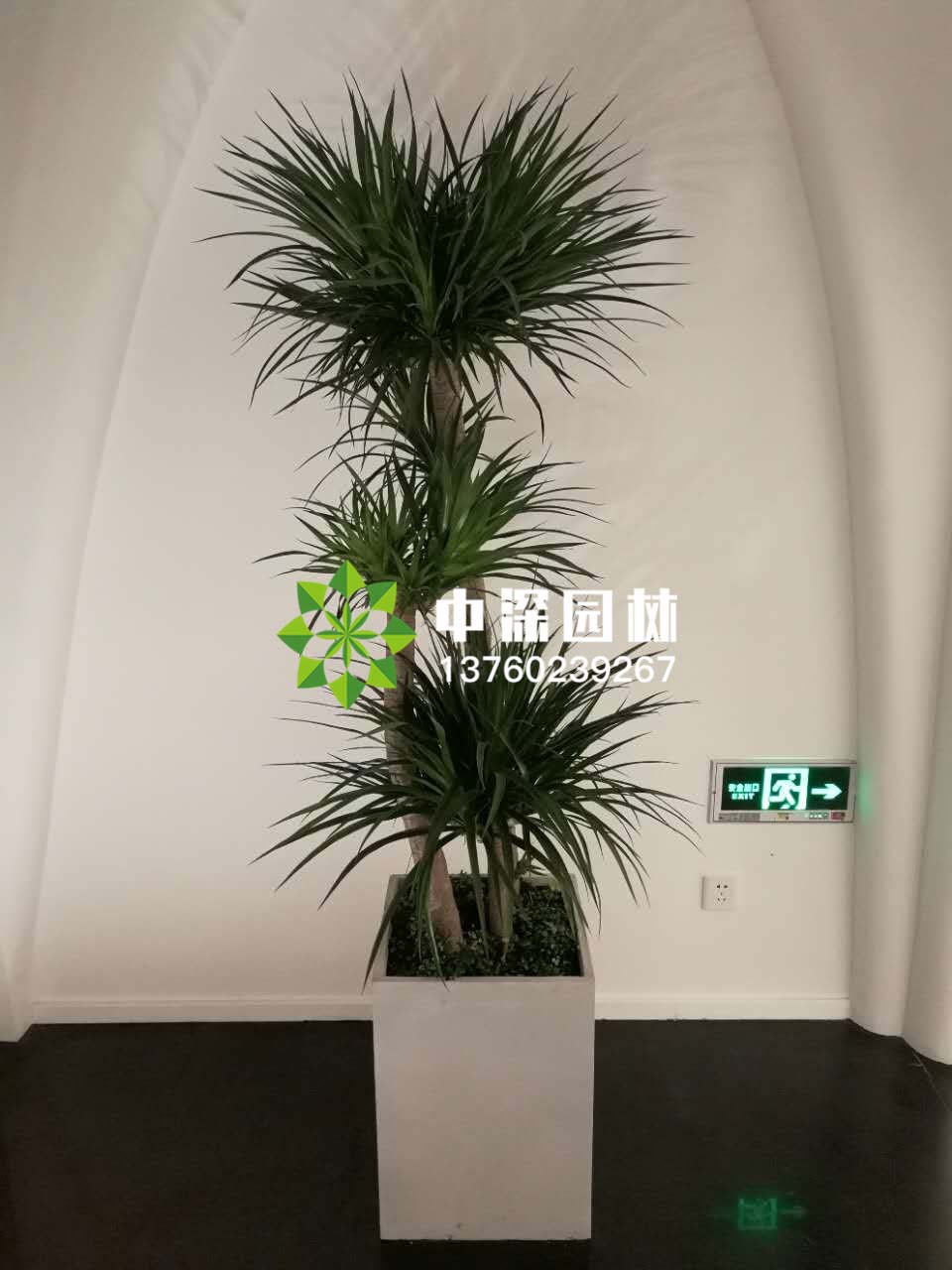 龙血铁、巴西木