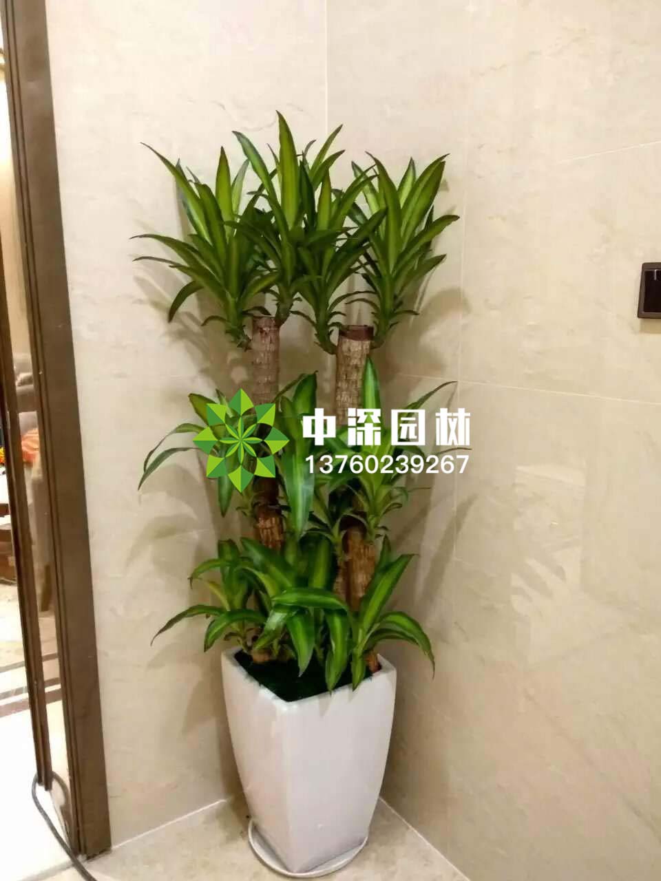龙血铁、巴西木