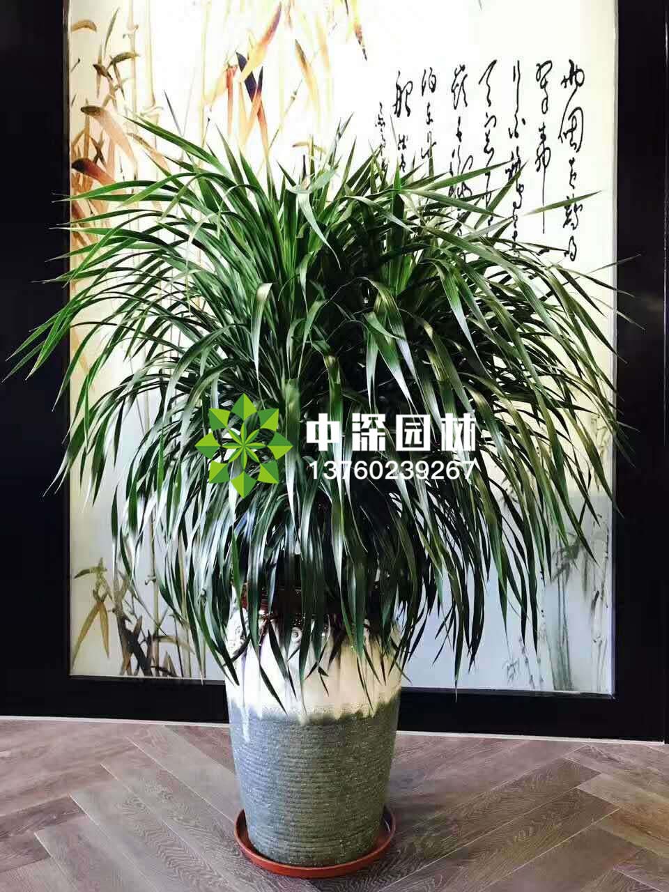 龙血铁、巴西木