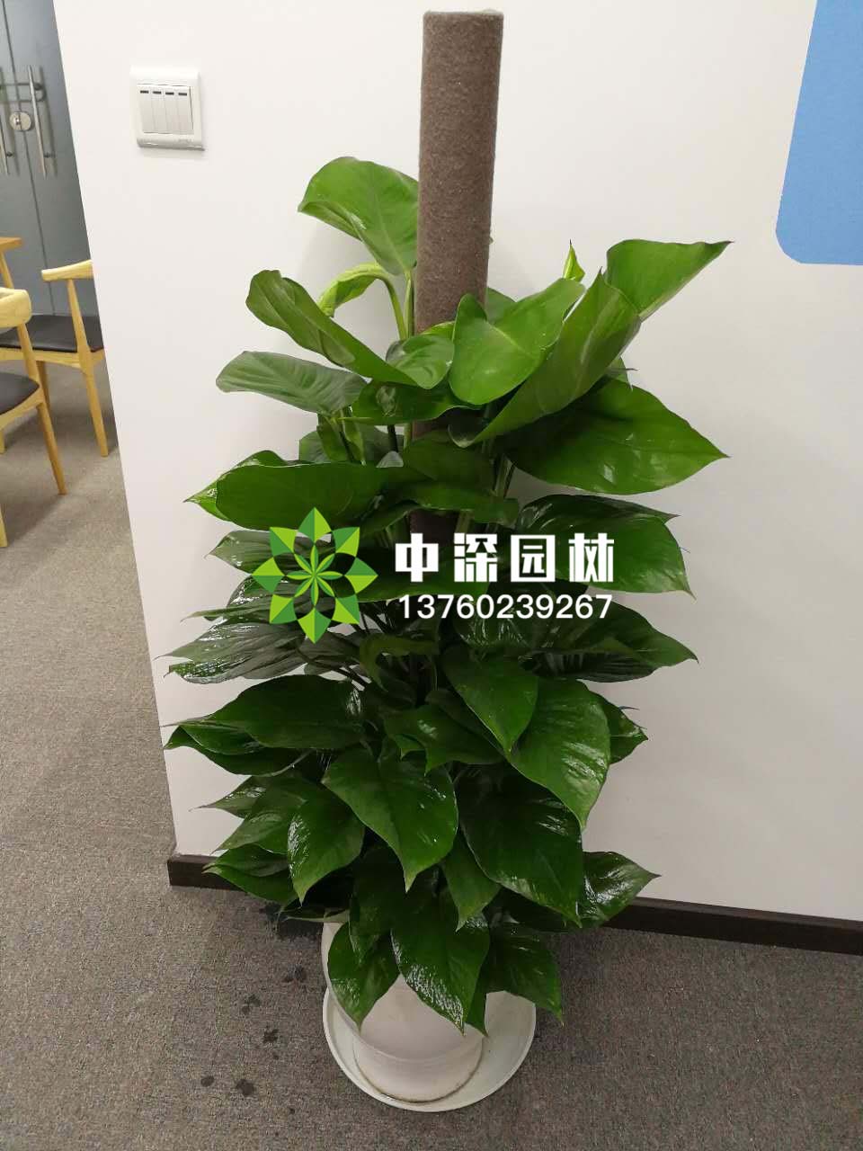 绿萝柱