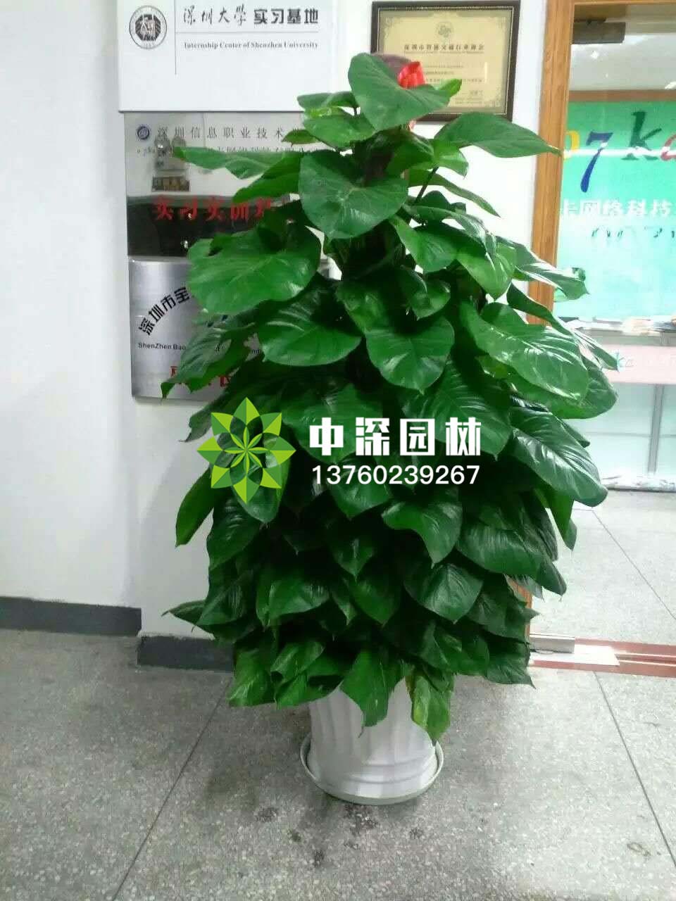 绿萝柱