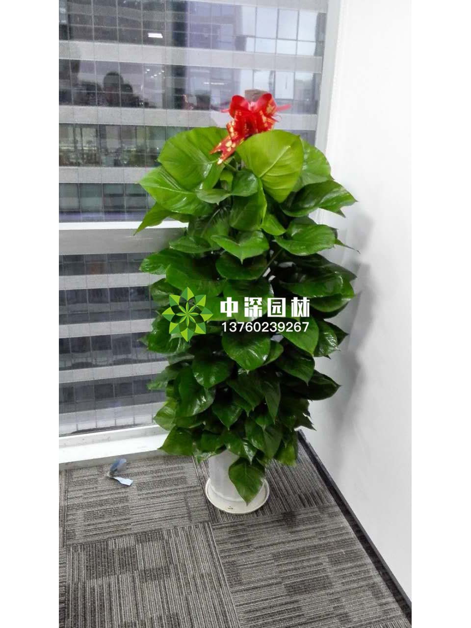 绿萝柱