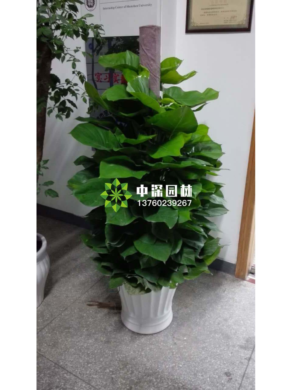 绿萝柱