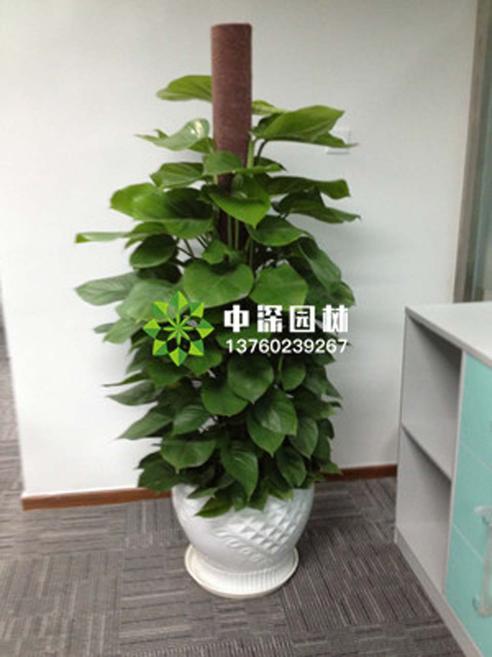 绿萝柱