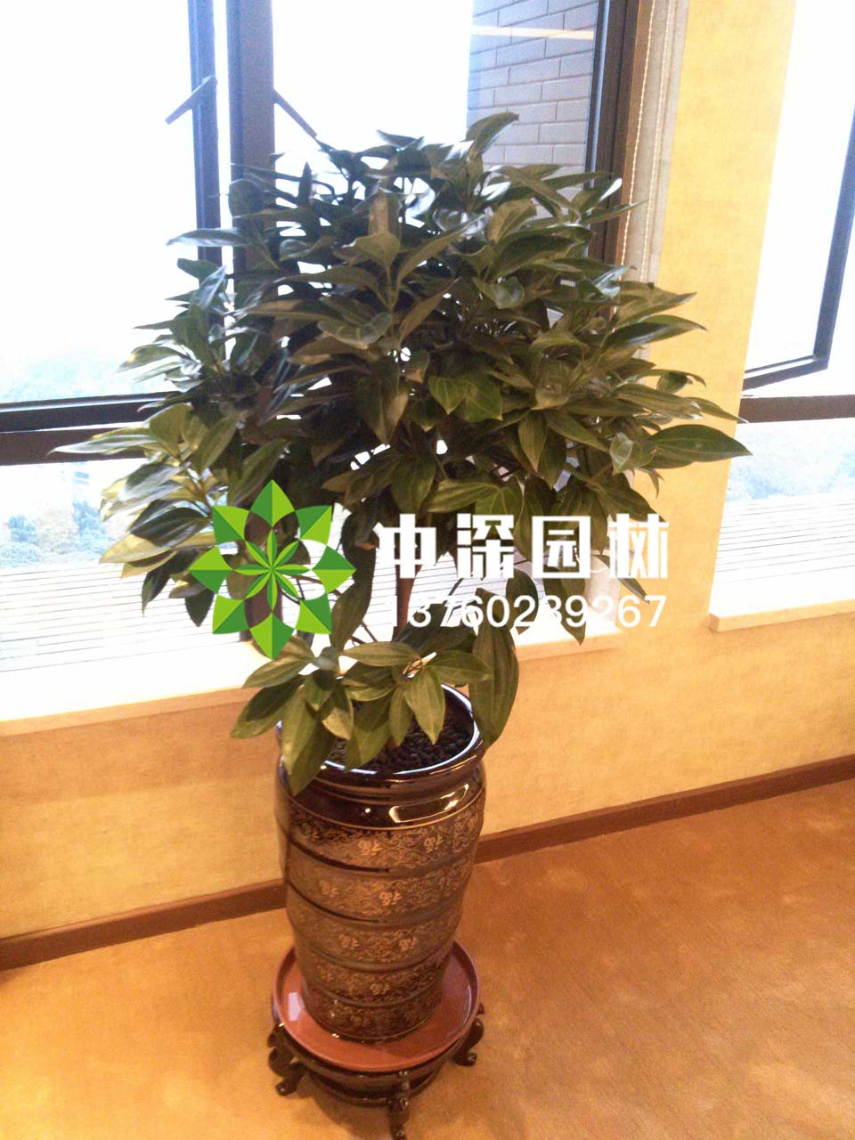 平安树、琴叶榕