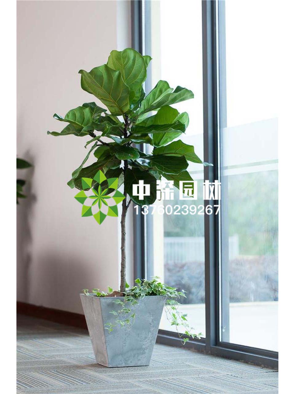 平安树、琴叶榕
