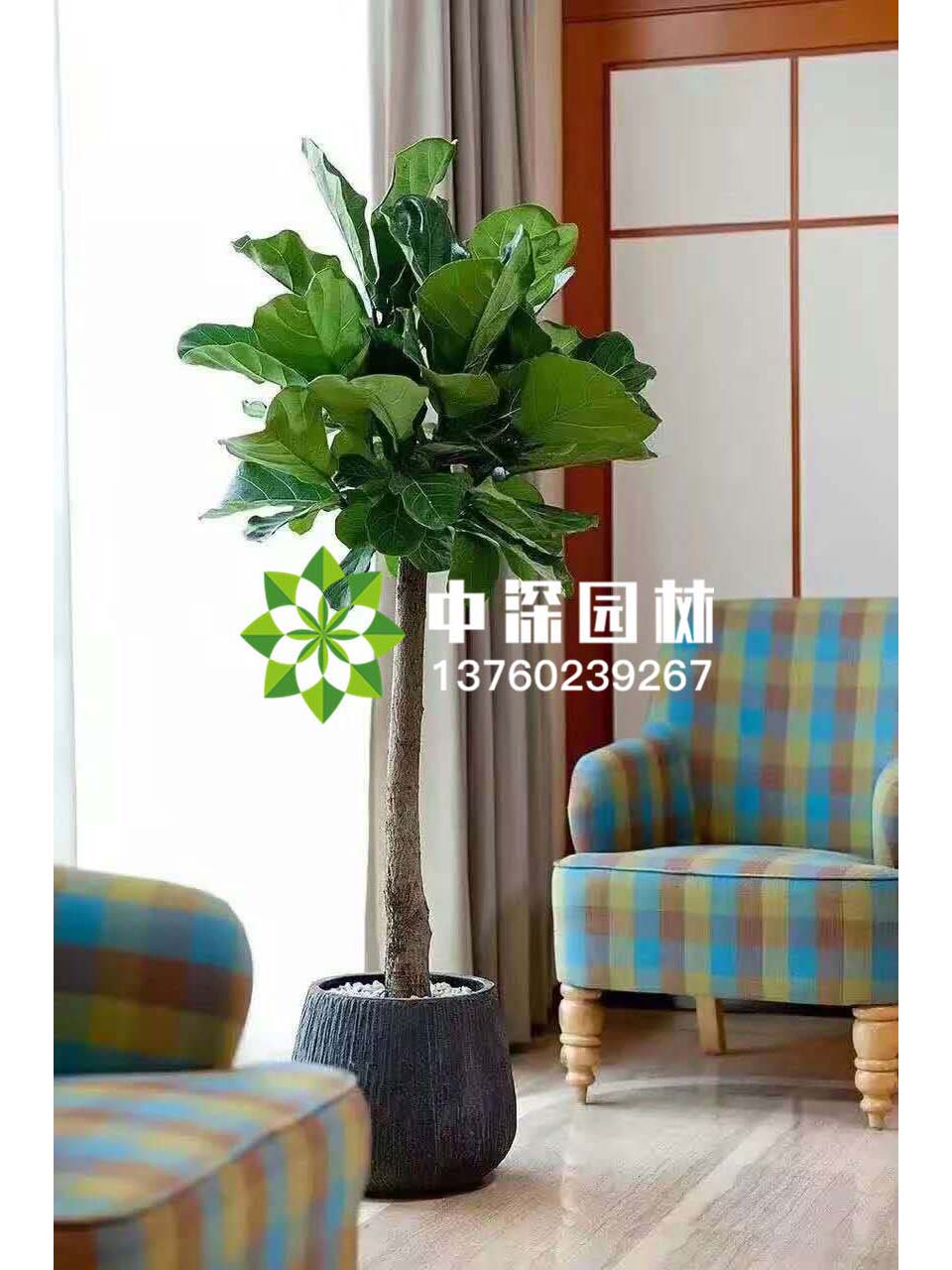 平安树、琴叶榕