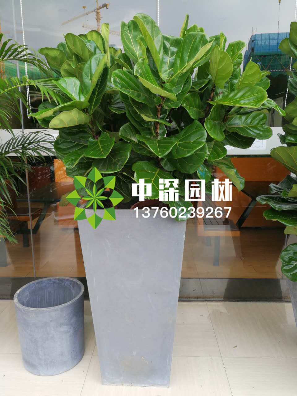 平安树、琴叶榕