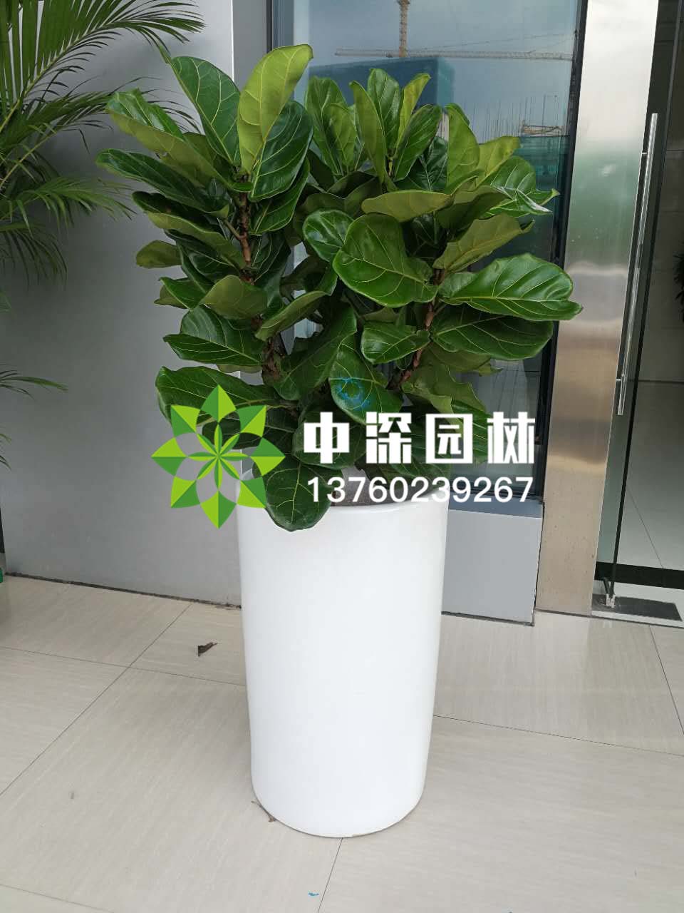 平安树、琴叶榕