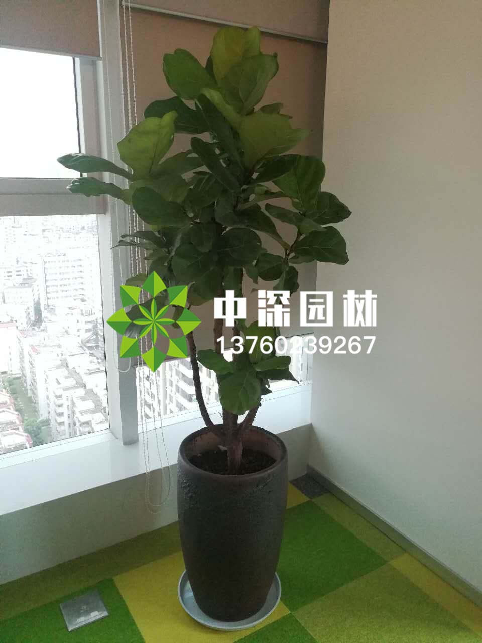 平安树、琴叶榕