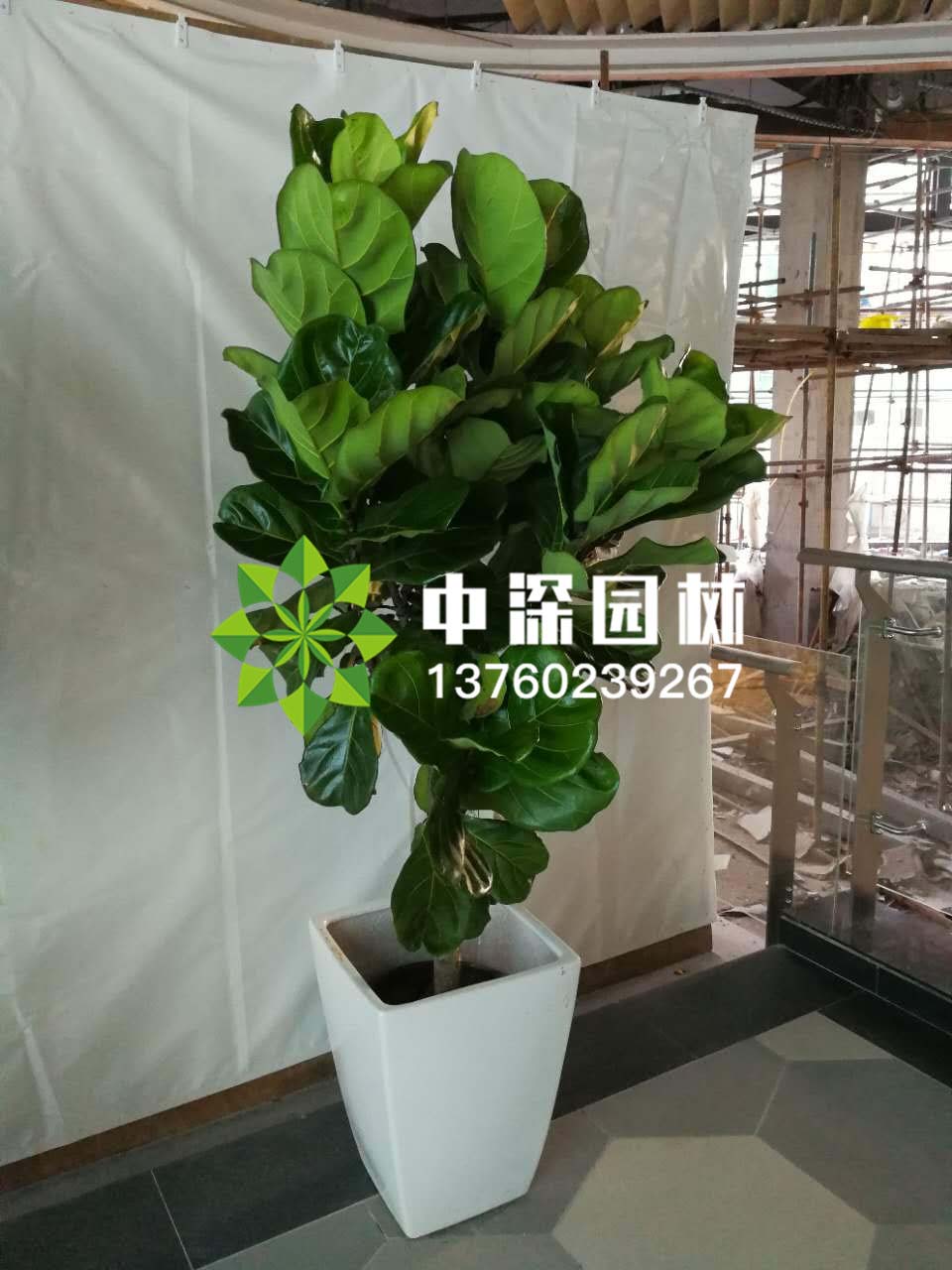 平安树、琴叶榕