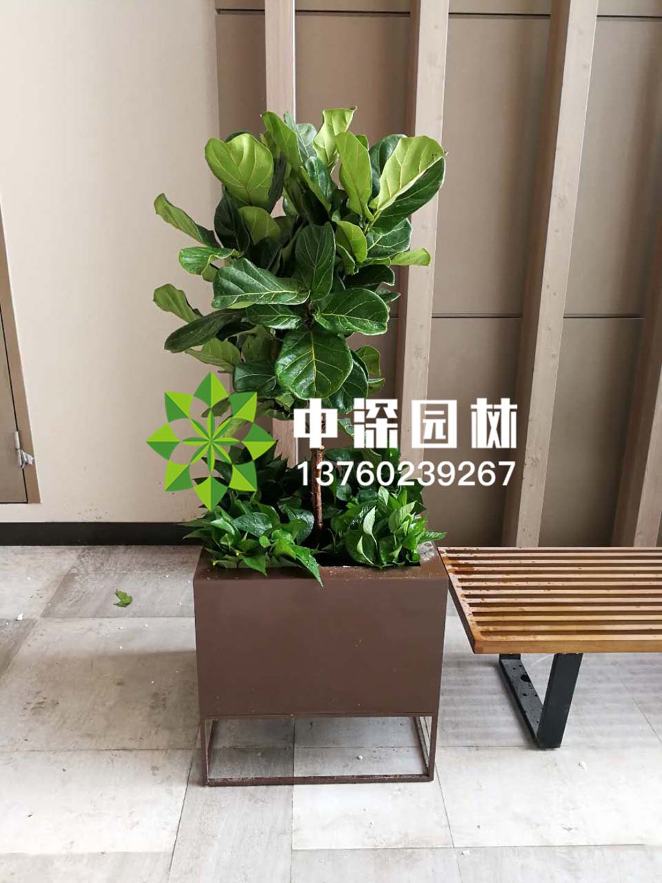 平安树、琴叶榕