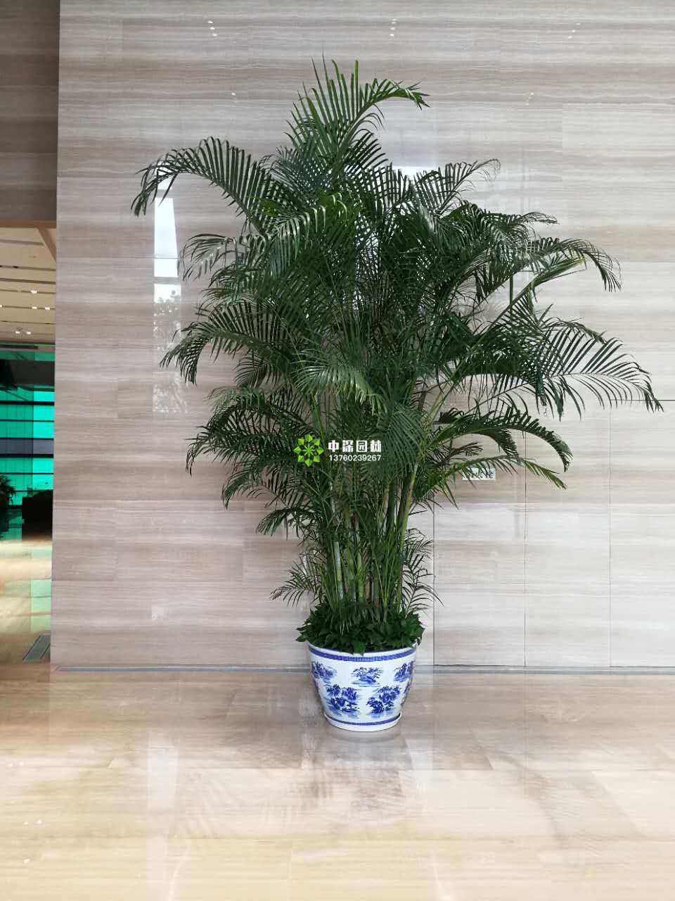 散尾葵夏威夷