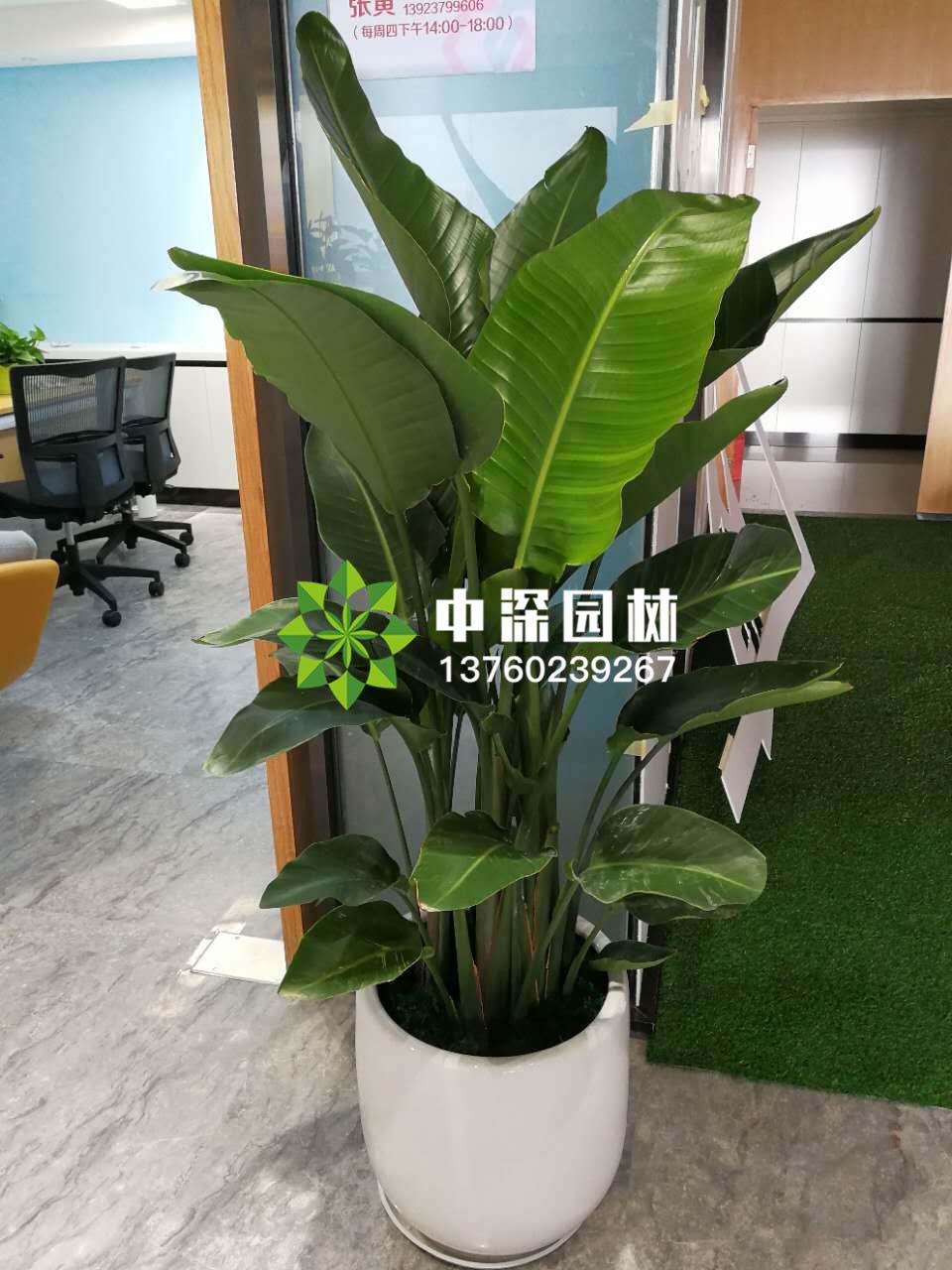 天堂鸟