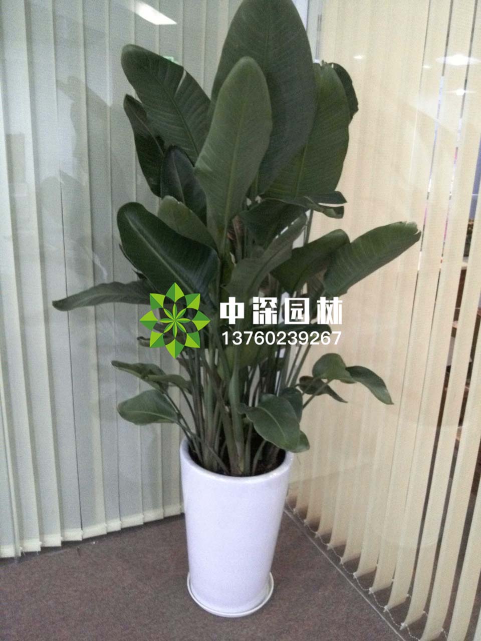 天堂鸟