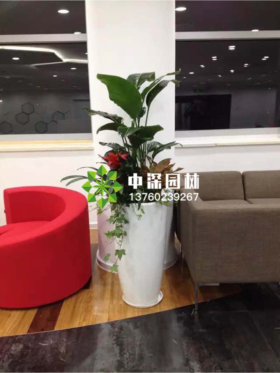 天堂鸟