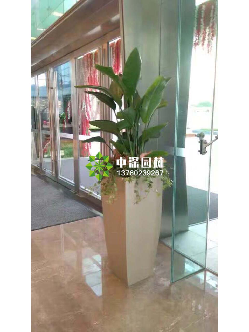 天堂鸟