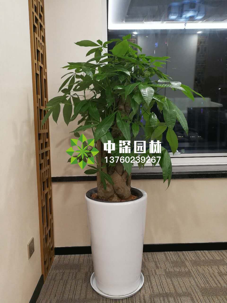 发财树