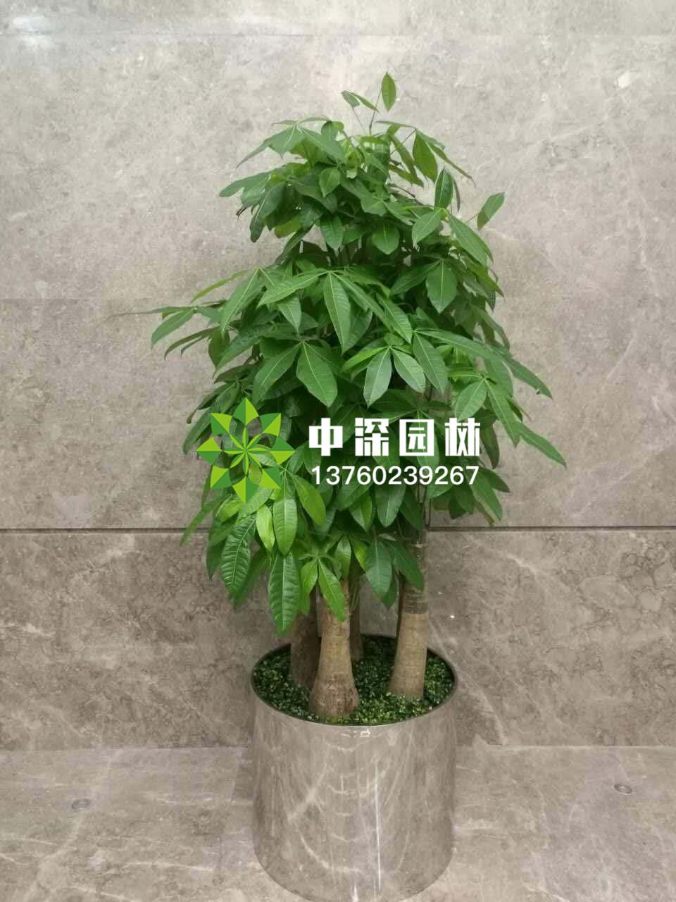 发财树