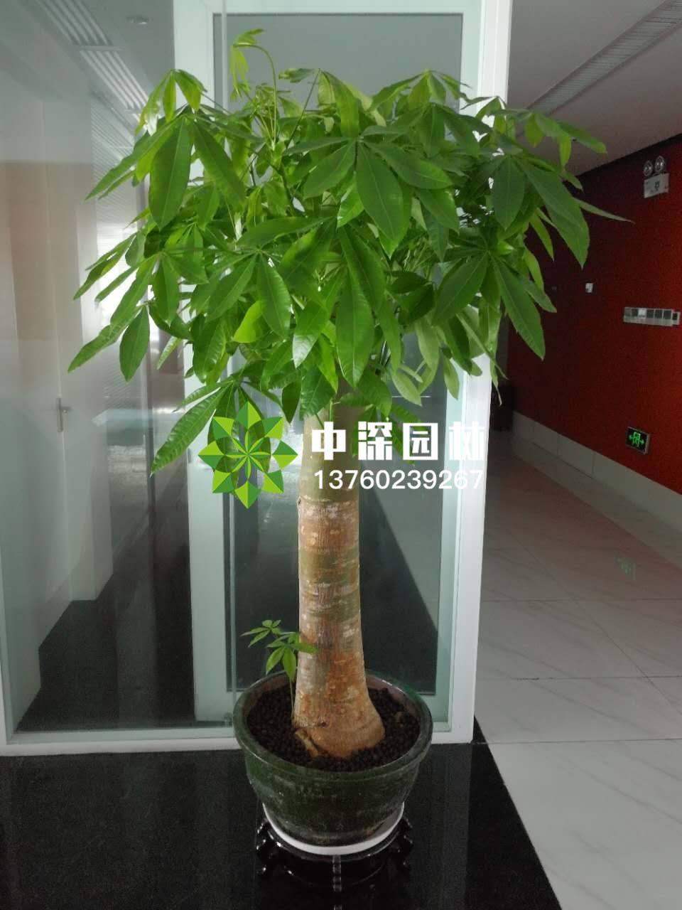 发财树