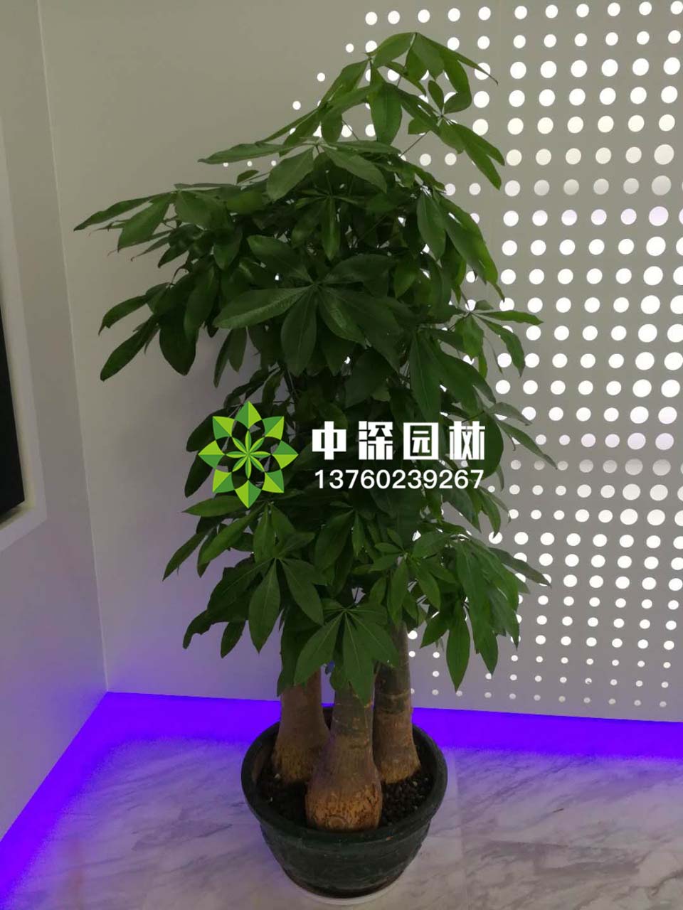 发财树