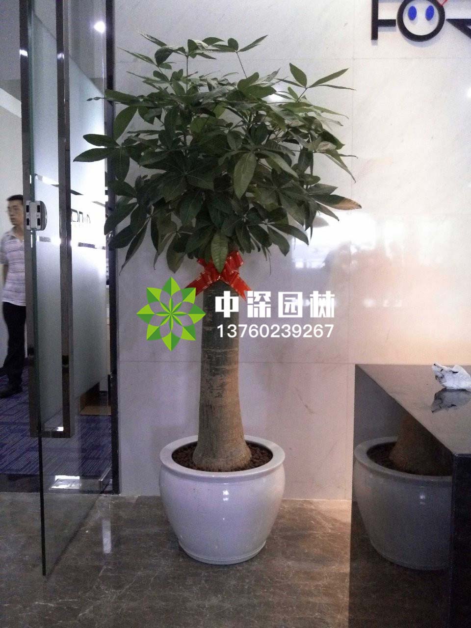发财树