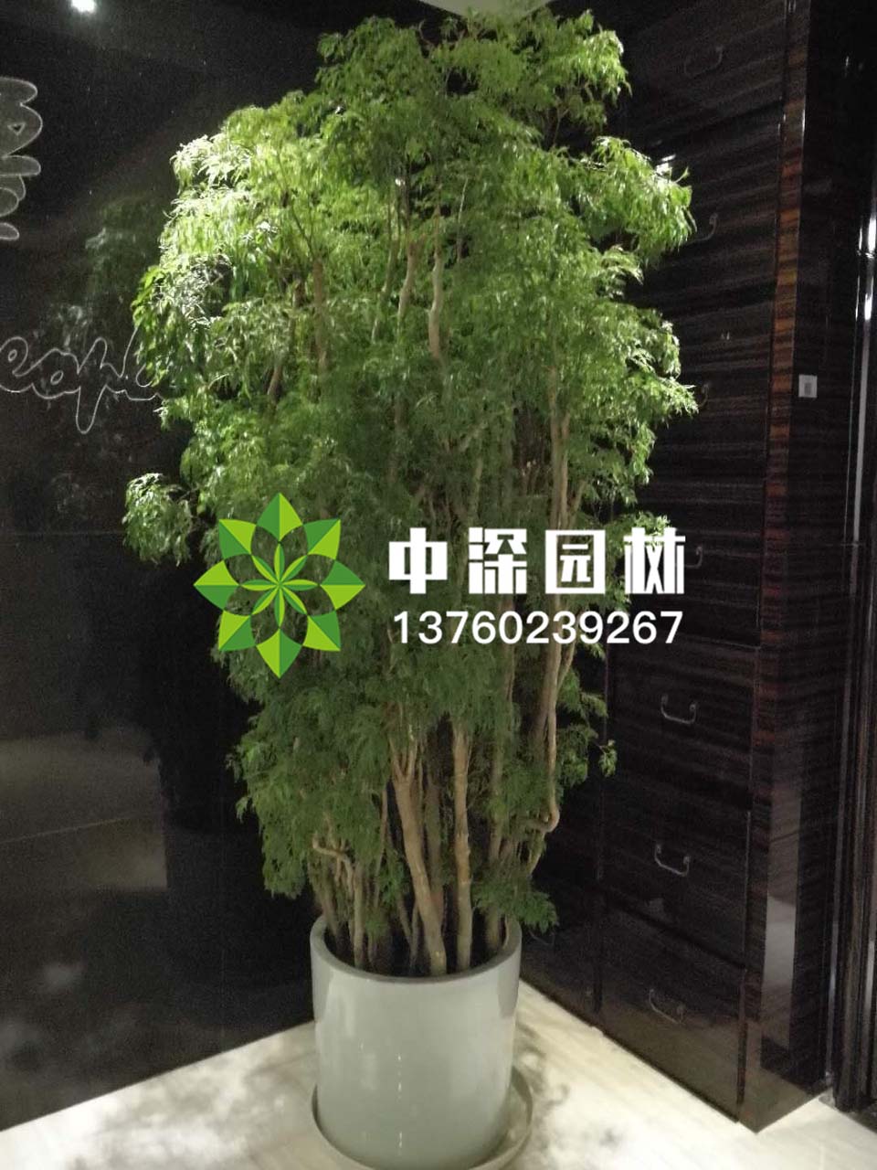 福禄桐