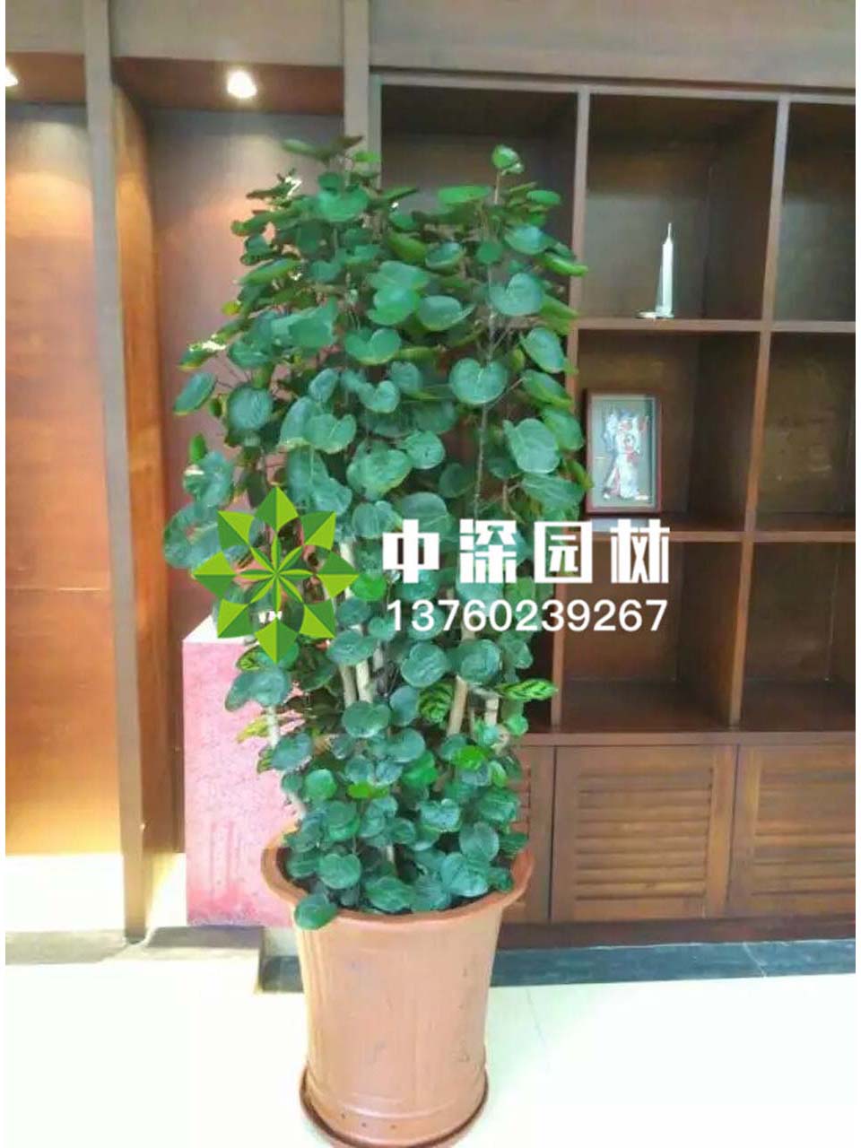 福禄桐