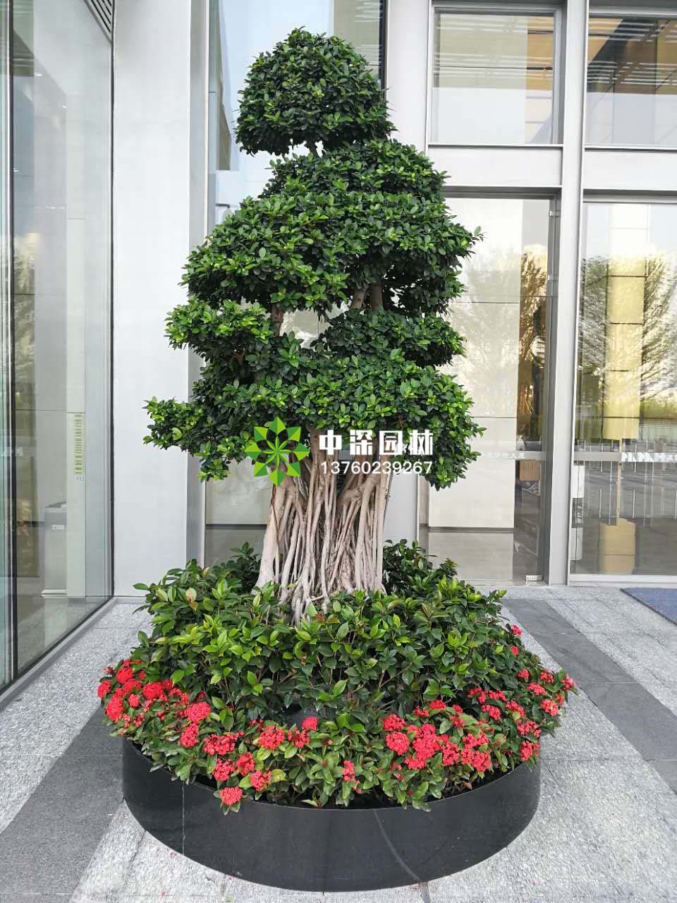 富贵树、榕树