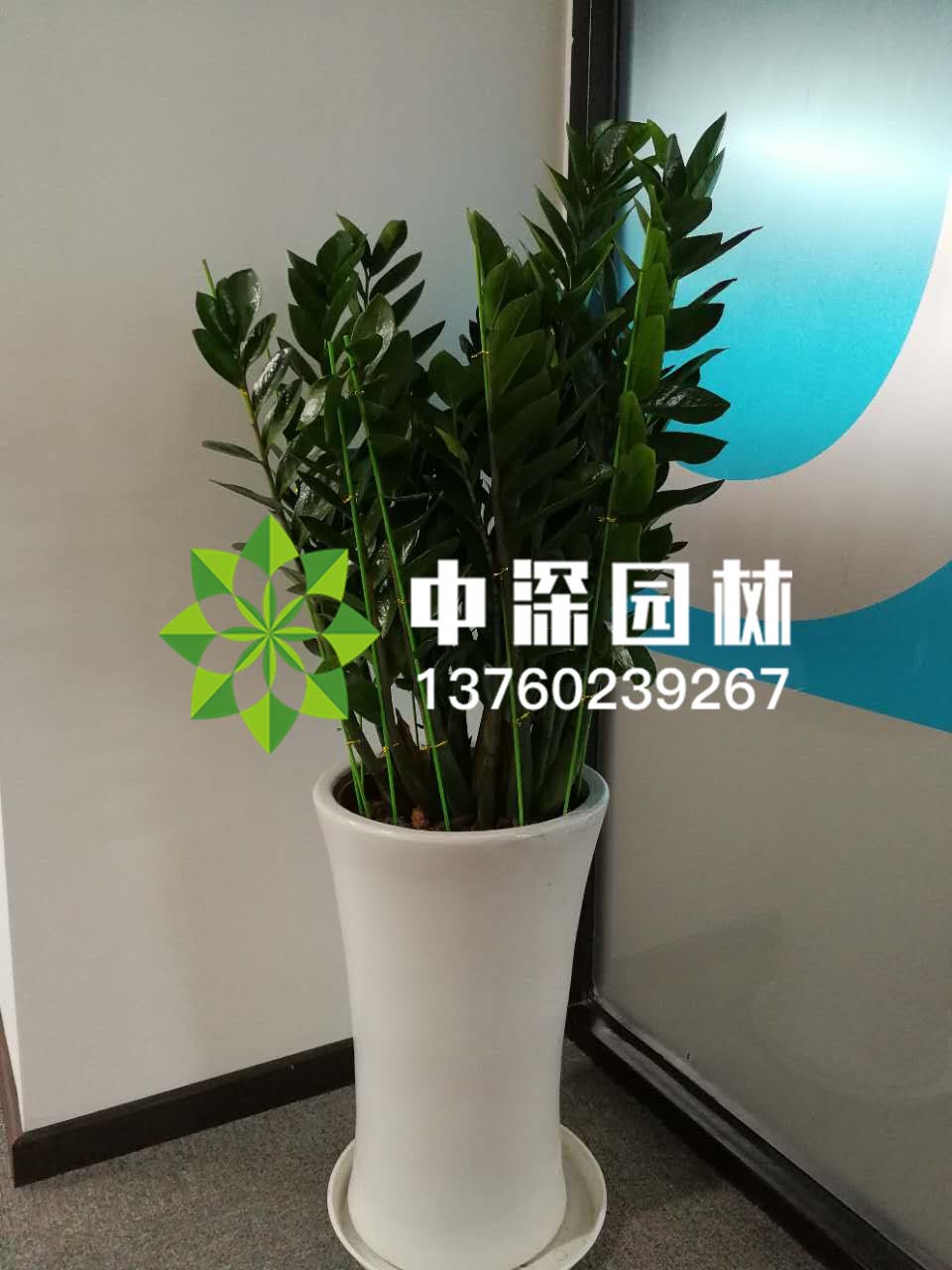 金钱树