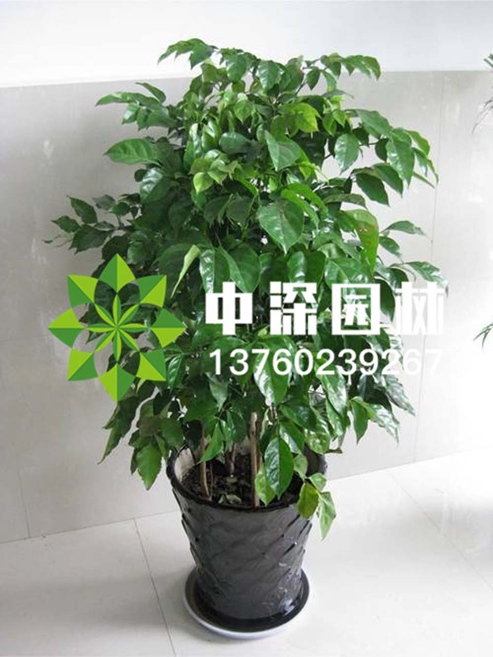 其他系列